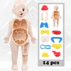 Kid Montessori 3D Puzzle Toy, Human Body Anatomy Model Educational Learning Organ Assembled Toy, Teaching Tool For Children 1