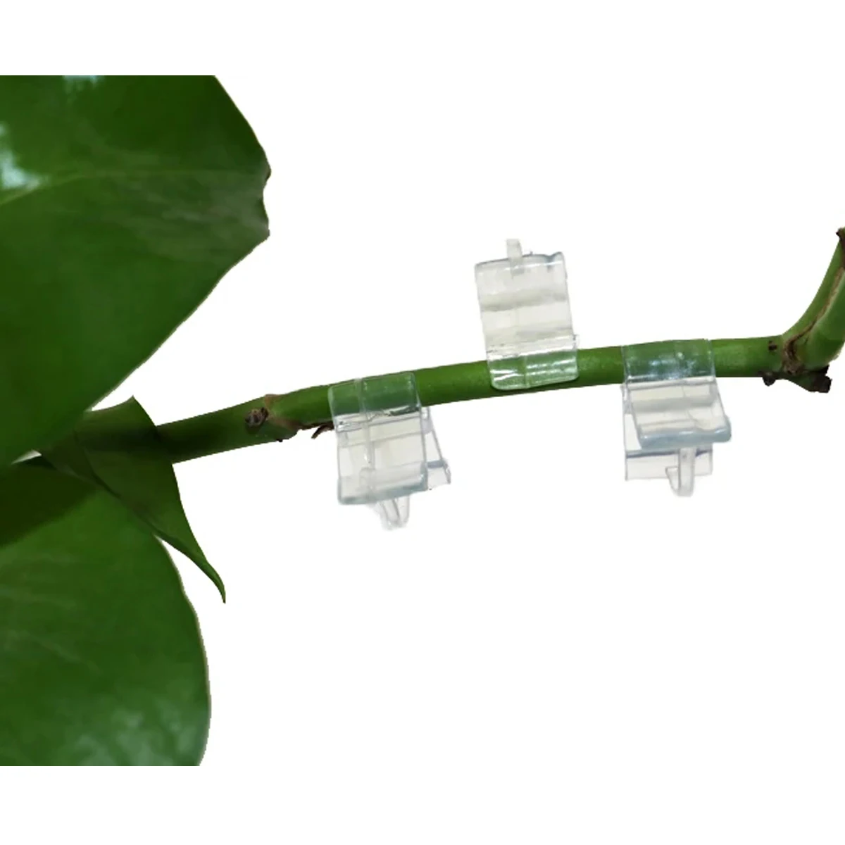Gardening Transparent Plastic Grafting Clip Plant Flower Fruit Vine Seedling Grafted Branches Clamp Garden Migration Fasten Tool