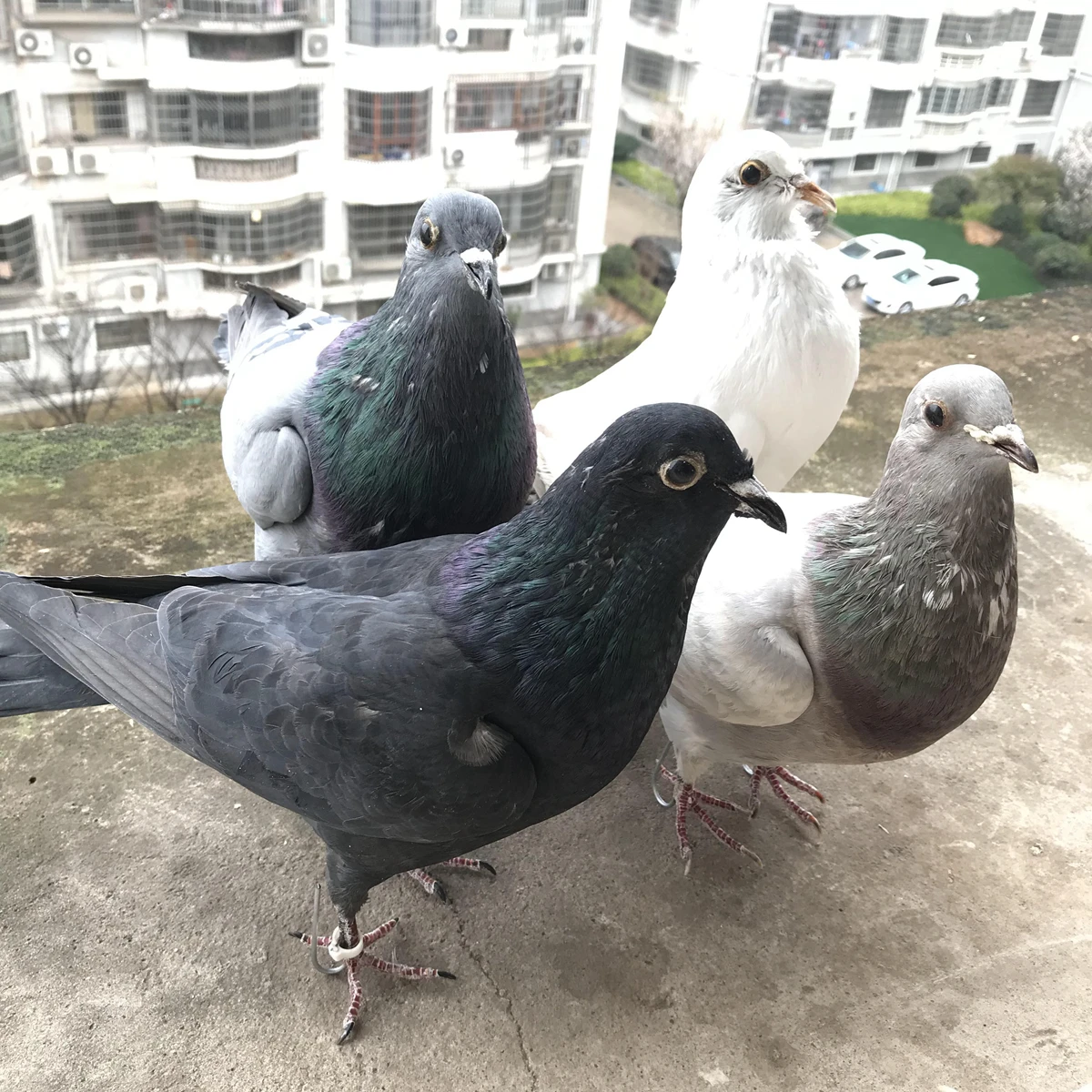 

1Pcs real Taxidermy Eurasian pigeon Columba specimen Teaching / Decoration