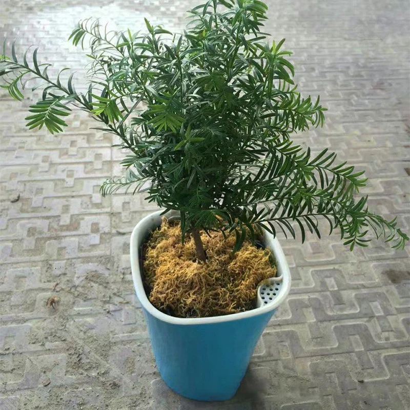Automatic Self Watering Flower Pot 2