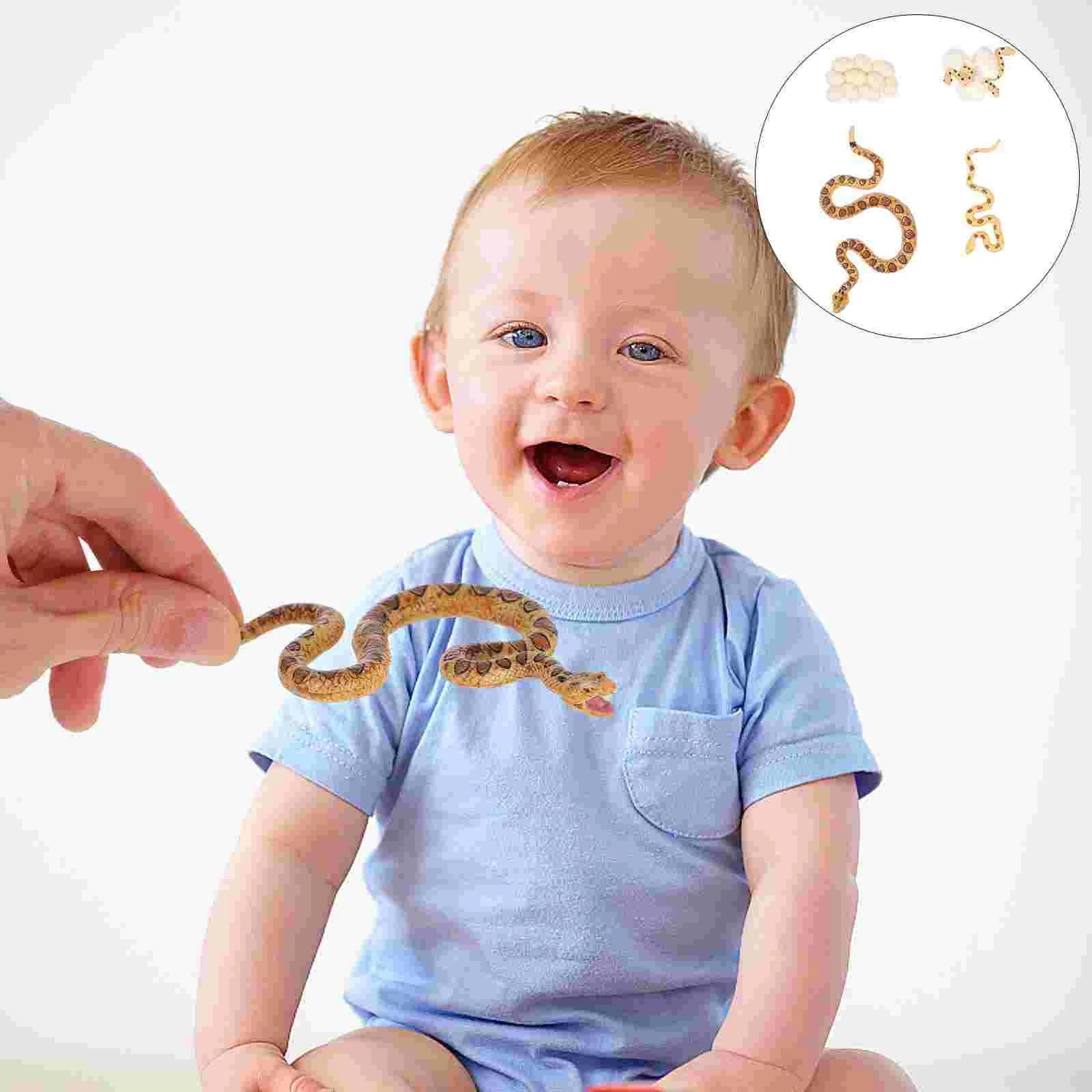 

1 Set/4pcs Growth Cycle Model Kids Educational Cognitive Model