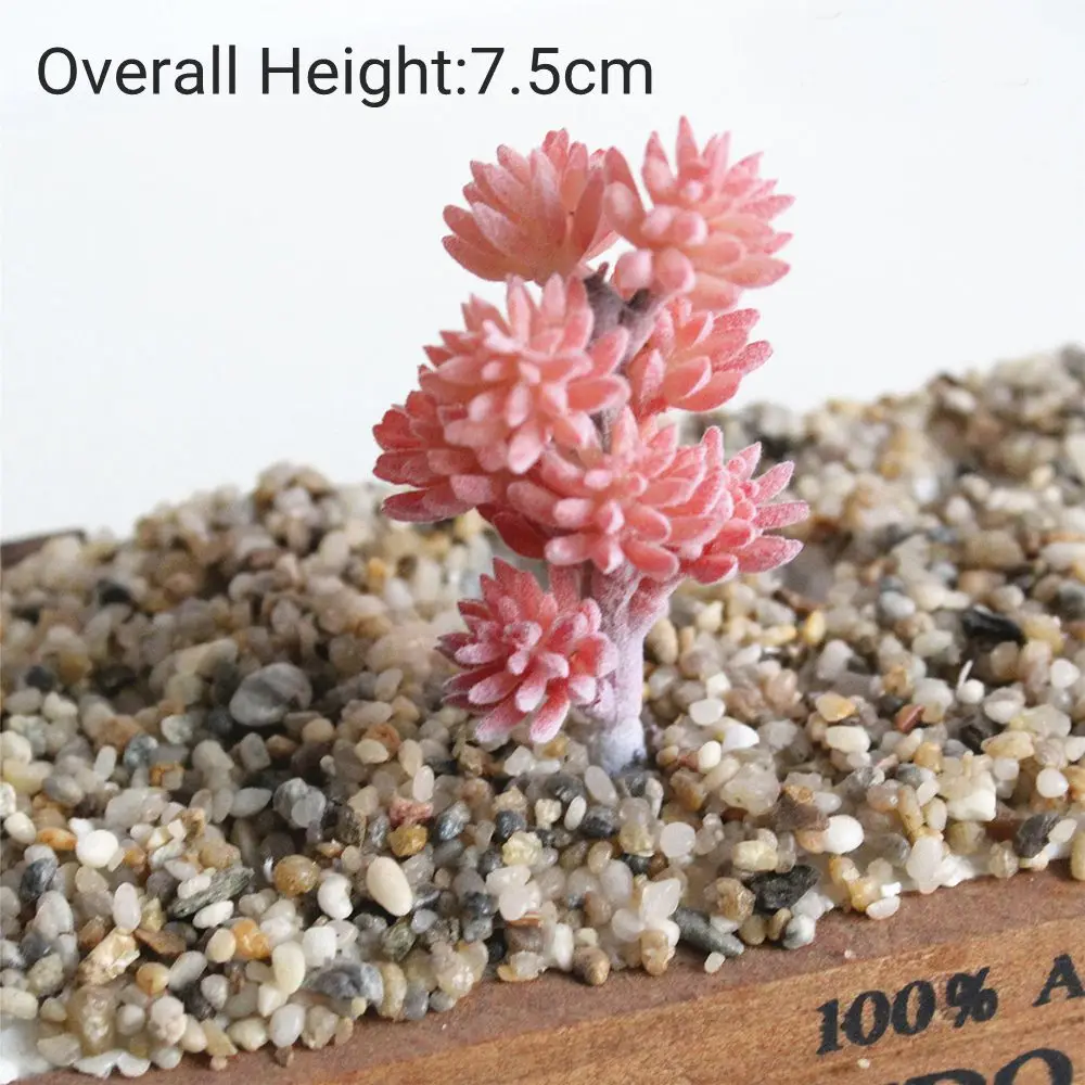 Vibrant Multicolor Flocking Succulent Plants