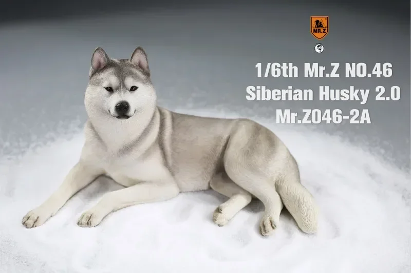 1/6 12インチ Mr.Z シベリアンハスキー Amazon | Mr.Z 1/6 サイズ シベリアン・ハスキー 可愛い 犬 動物