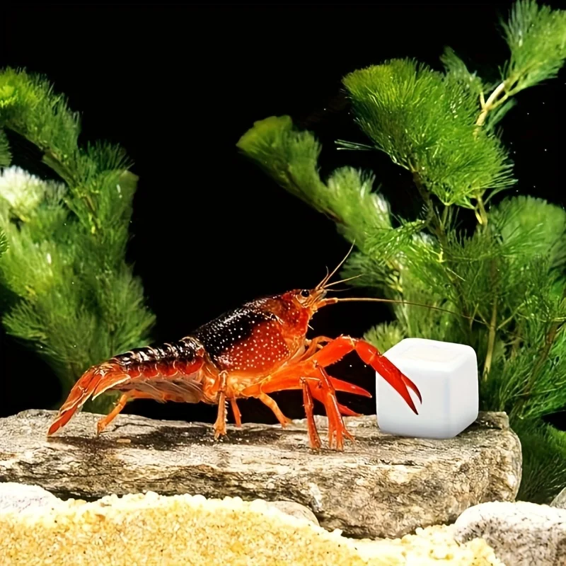 6 natürliche Kalziumsteine, Mineralblöcke, Aquarium, Glaskuppel, Dekoration für Garnelen, Einsiedler, Krabben, Schildkröten, Schnecken, Frosch, Dekor, Kunsthandwerk – Detail 5