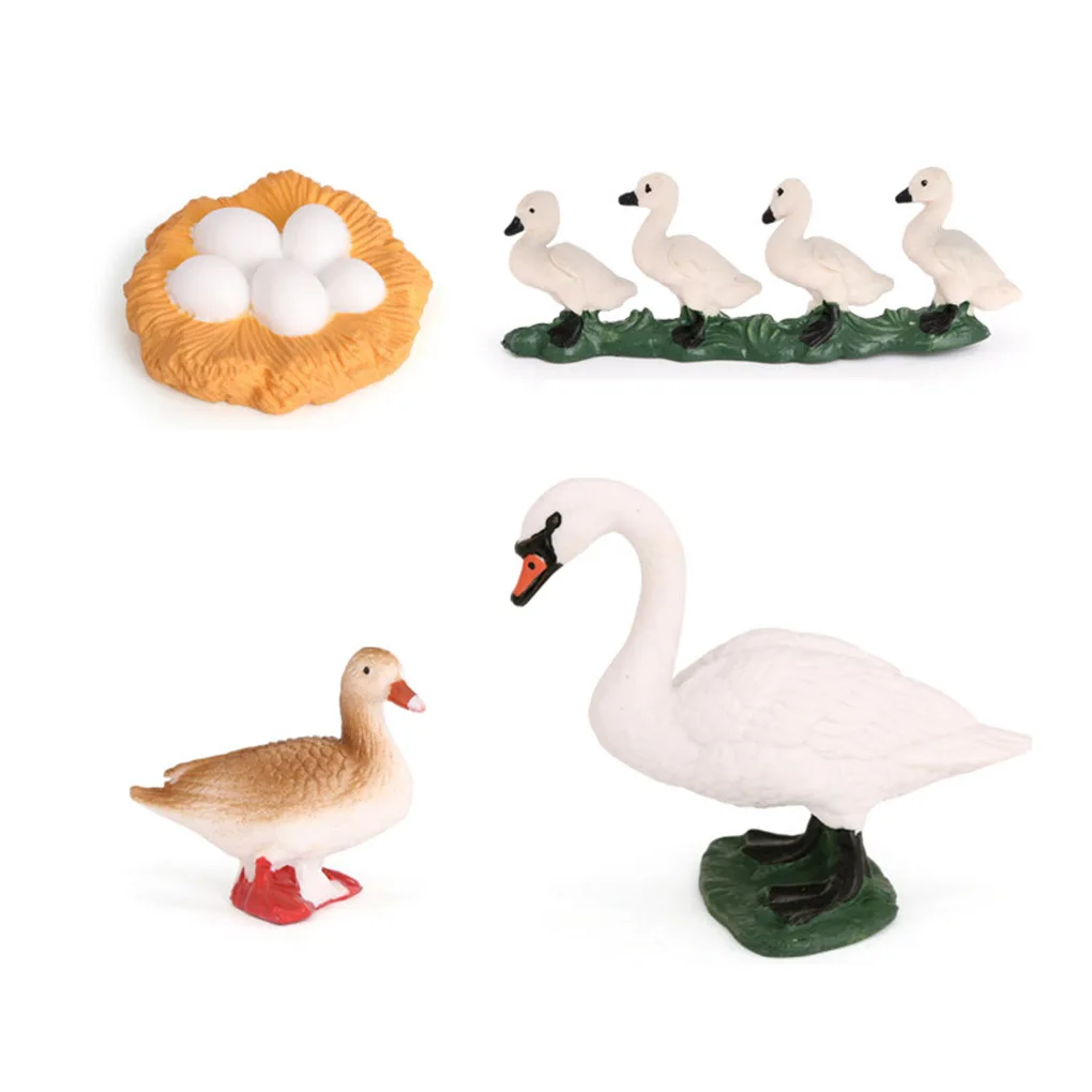 1 Set Swan Life Cycle Models Animals Playthings Kit for Home School 3