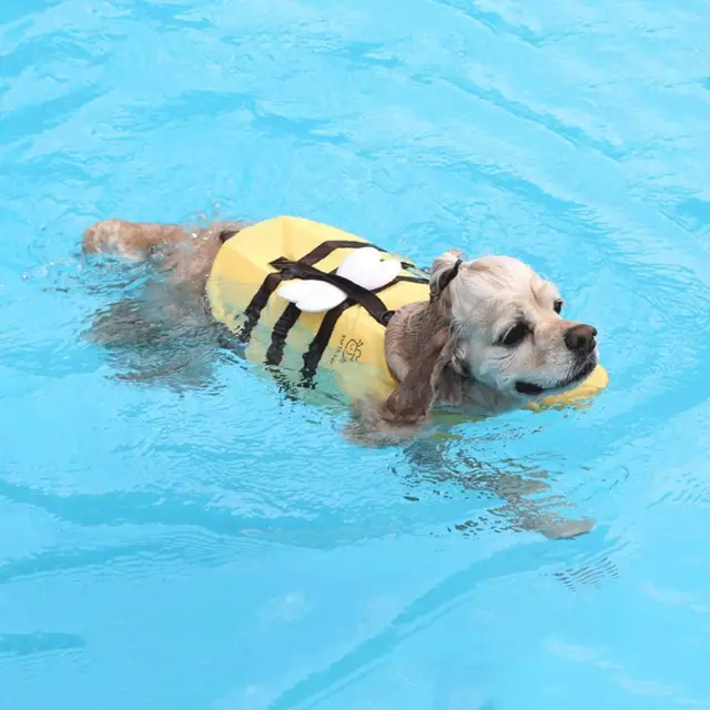 작은 꿀벌 개 수영복으로 개와 함께 더 즐거운 물놀이 시간을
