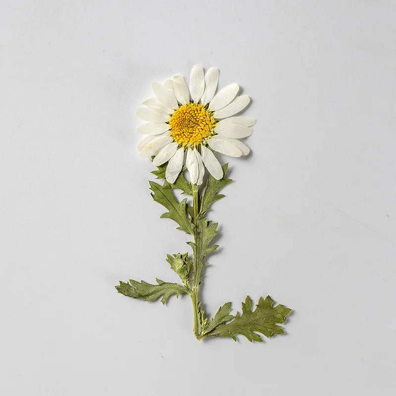 Daisy Flower Party Decorations  Dried Natural Flowers Craft