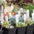 100pcs Plastic Plant Labels Reusable Garden Plants Marker Waterproof Plastic Nursery Plaques For Plants Tags Markers 