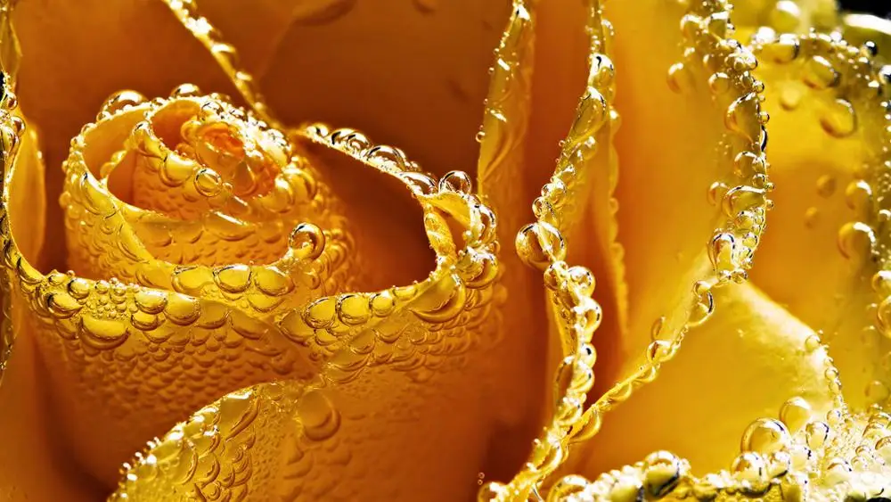 

Yellow Rose Art Film Print Silk Poster Home Wall Decor 24x36inch
