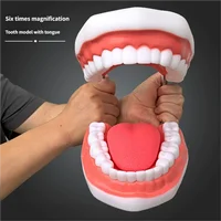 Agrandissement à Six volets, enseignement buccal, matériel dentaire, consommables de dentisterie, prothèse, modèle d'anatomie dentaire, langue 1