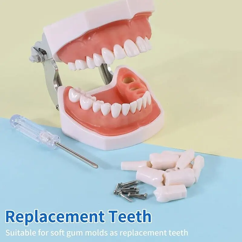 Kilgore NISSIN 200 Type Dental Teeth Models for Typodont Removable Frasaco Columbia Dentoform Teeth Model 3
