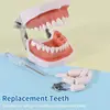 Kilgore NISSIN 200 Type Dental Teeth Models for Typodont Removable Frasaco Columbia Dentoform Teeth Model 3