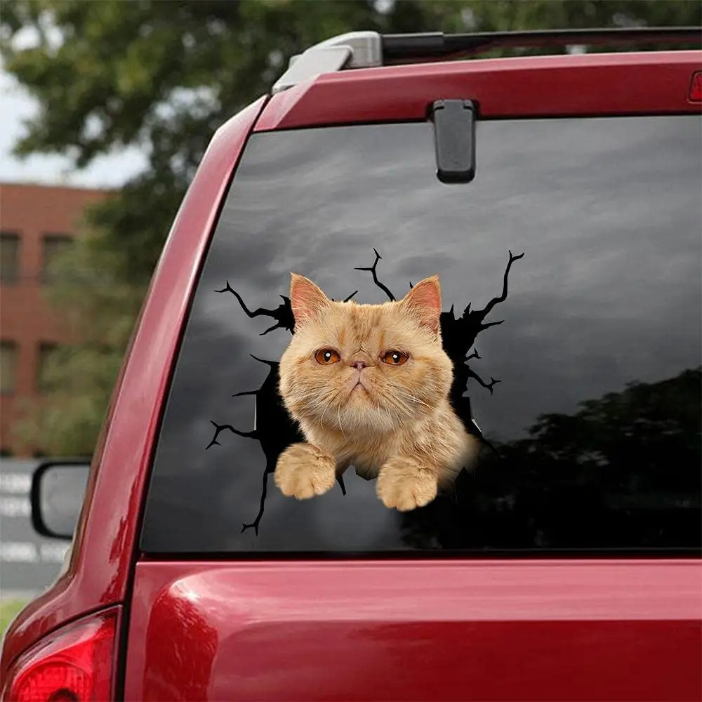 

Ocean Gift Exotic Shorthair Car Decals, Cat Car Stickers - Realistic Exotic Shorthair Stickers for Car Windows, Walls