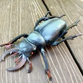 Spade beetle
