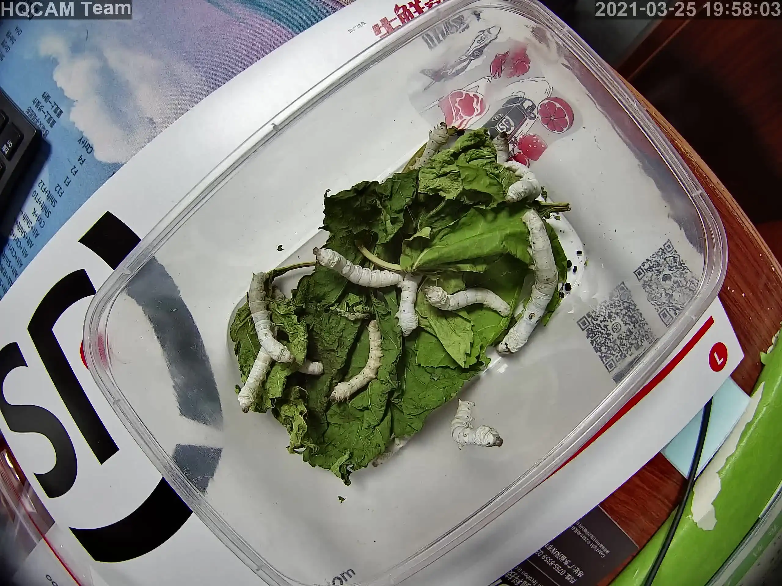 попередній перегляд відео з камери пташиного будиночка