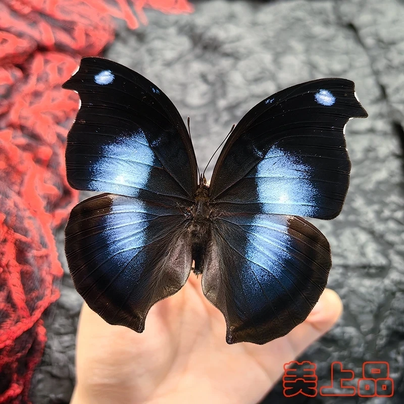 Real Butterfly Specimen Insect Student Teaching Science Exhibition Statues for Decoration Diy Carfs Home Decor 5