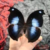 Real Butterfly Specimen Insect Student Teaching Science Exhibition Statues for Decoration Diy Carfs Home Decor 5