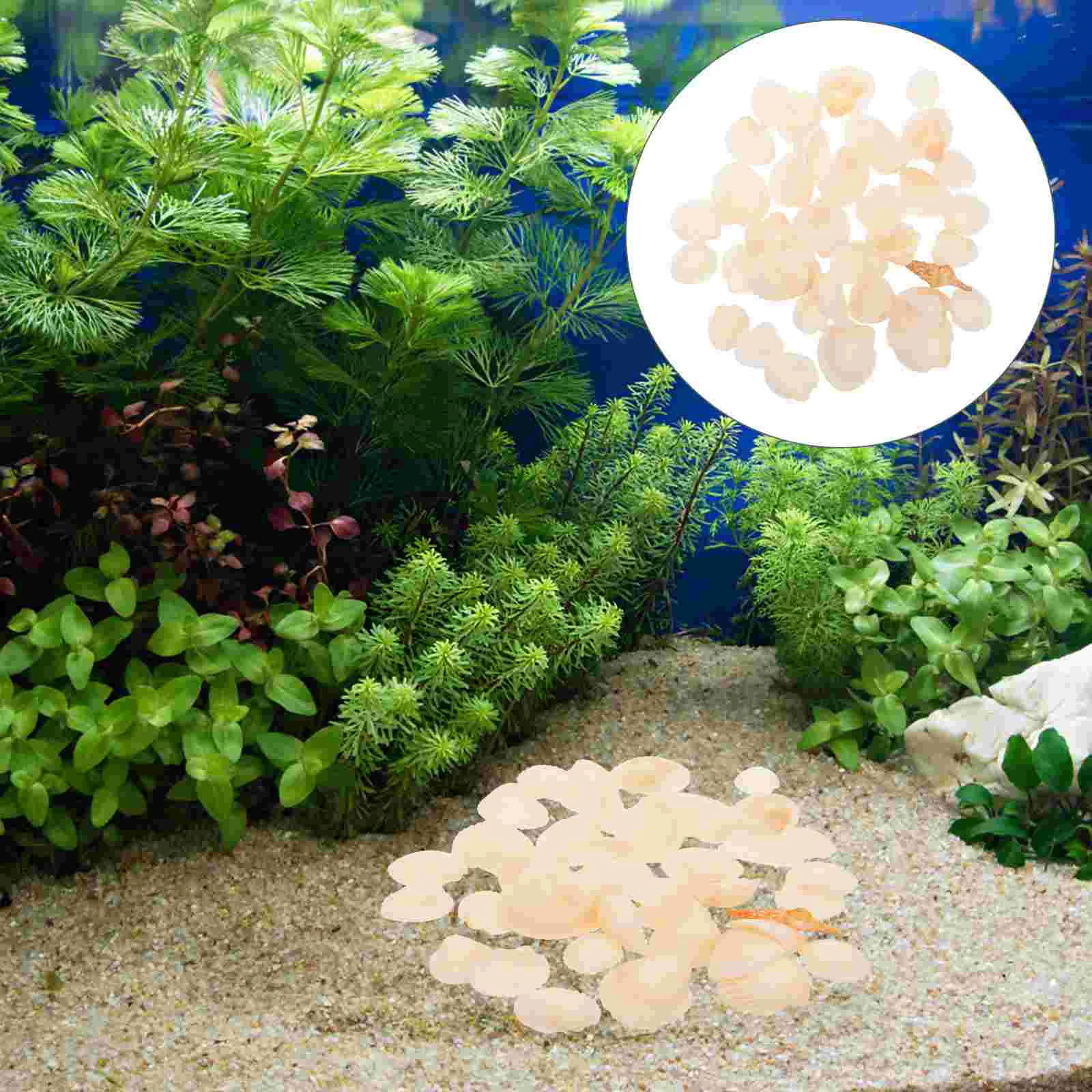 

Handicraft Shells Nature Decorative Shells Craft DIY Home Seashell Ornament