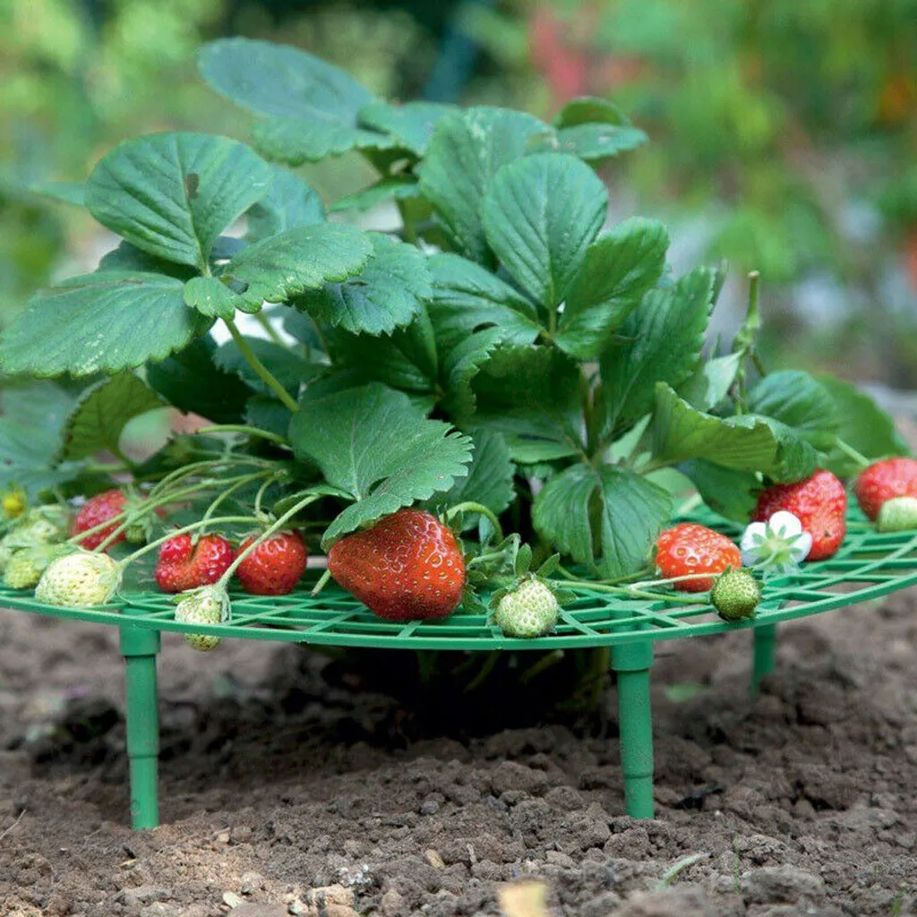 

Strawberry Plant Growing Supports Keep Strawberries Off Rot In The Rainy Days Garden Accsesories 2024 JardineríA Y DecoracióN