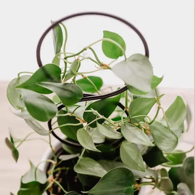 4 db Hasznos Növénymászó Rácsos Korrózió-Rezisztens Jó Támogatás Könnyű Dekoratív Cserepes Növények Mászó Tartó - Image 2