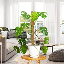 

Moss Pole For Plants 1 Piece Coco Plant Pole For Climbing Indoor Potted Plants 4 Specifications Available