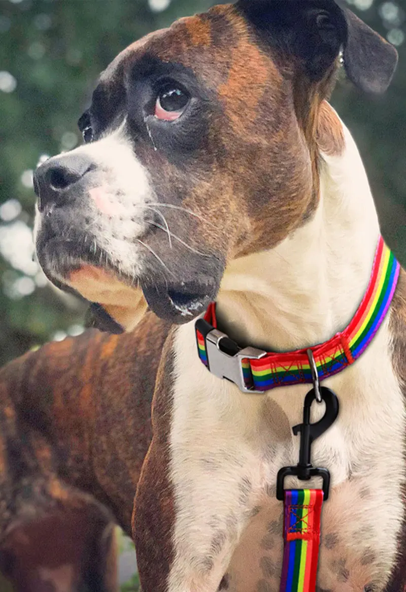 Personalised Forest Pattern Dog Collar Adjustable Nylon Pet Lead_voghion.com