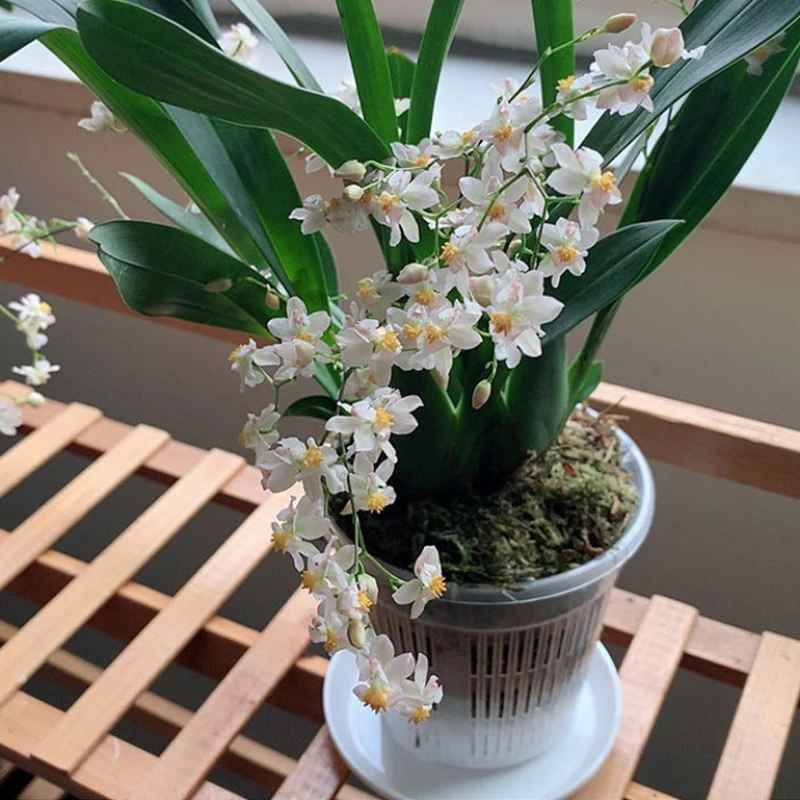 Mesh Pot Root Control Transparent Flowerpot 11/14/16/19cm for Orchid Flower Breathable Growth Container Drainage Hole