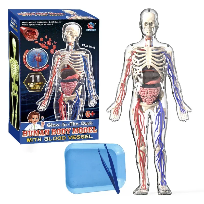 3D Human Body Anatomy Model Children Plastic Diy Skeleton Science Early Learning Aids Educational Toys Detachable Bone Models