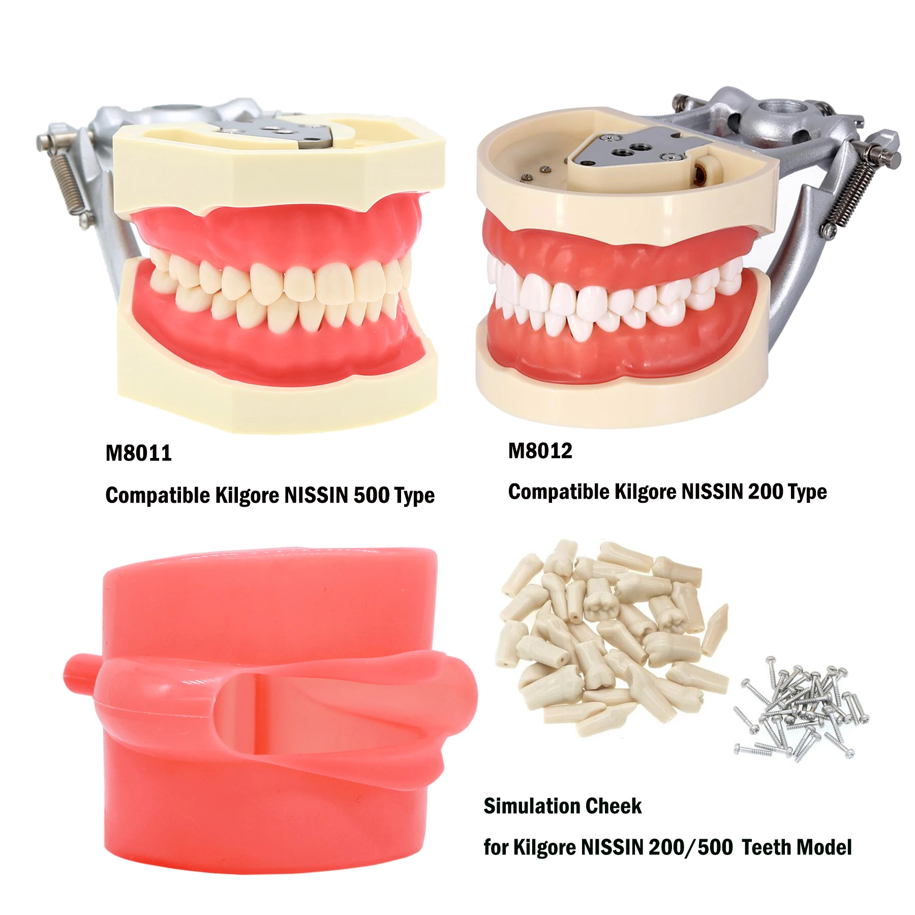 Dentoformo Nissin Dental Typodont Model 200 - Removable