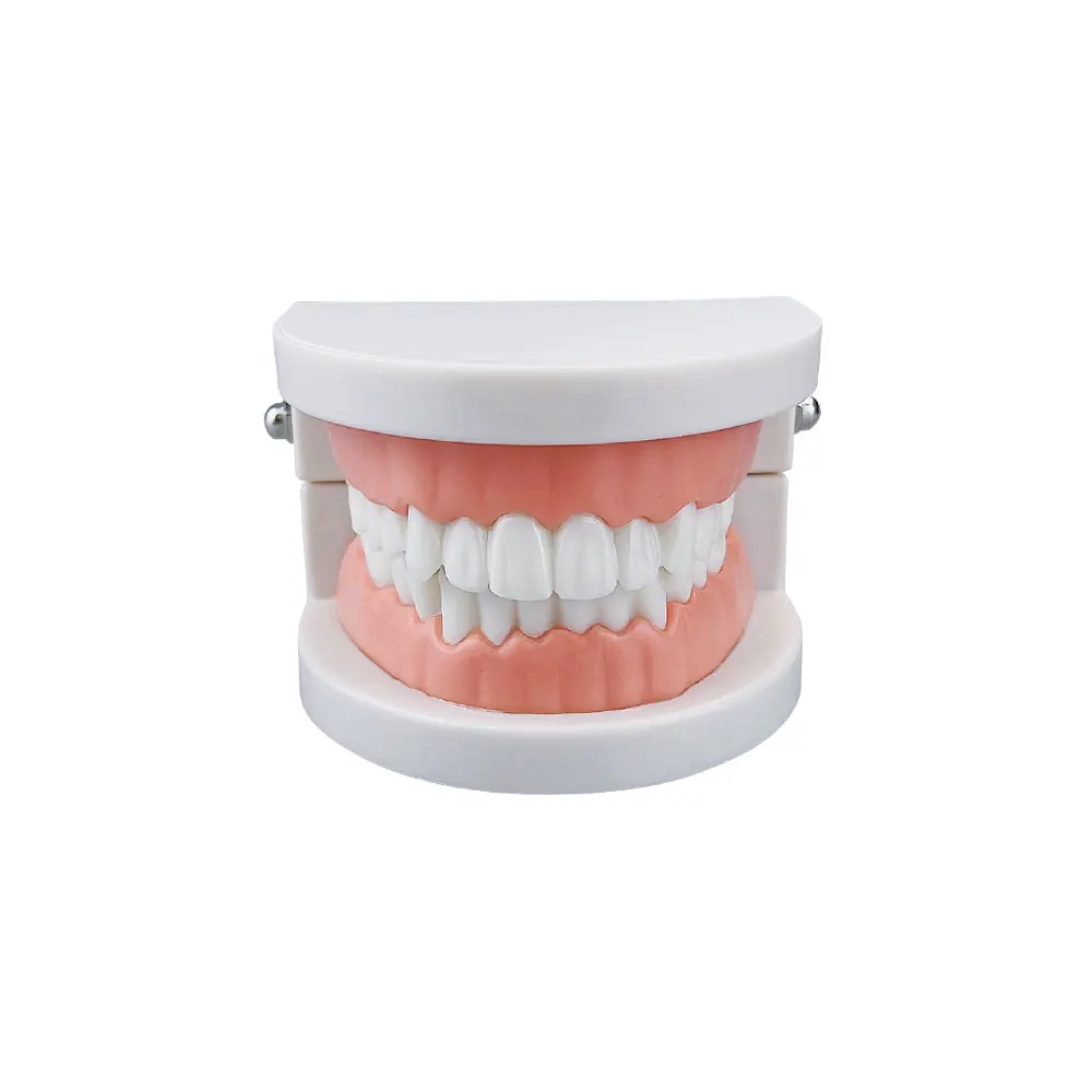 Adult Typodont Demonstration Denture Model Standard Teeth Model Dentistry Lab Material for Teaching Learning Clinic Instrument 5