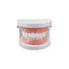 Adult Typodont Demonstration Denture Model Standard Teeth Model Dentistry Lab Material for Teaching Learning Clinic Instrument 5