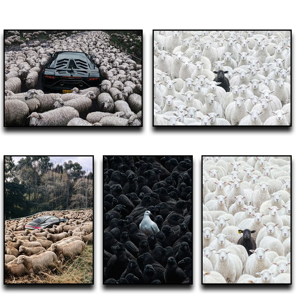 Black Sheep Canvas 1