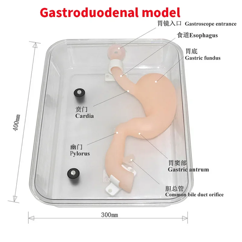 

Gastroduodenum Gastroscopy Laparoscopic Simulation Gastroscope ERCP Model