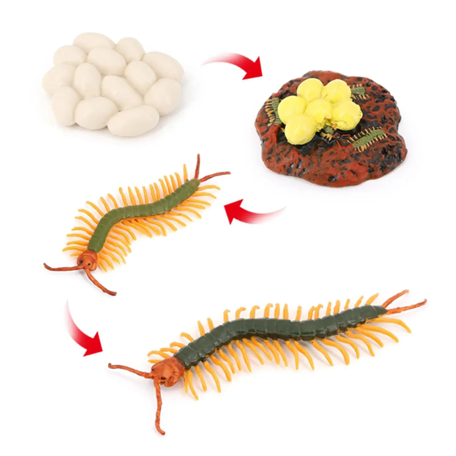 4 Stages Life Cycle of a Centipede, Centipede Toy Figure Painted Model