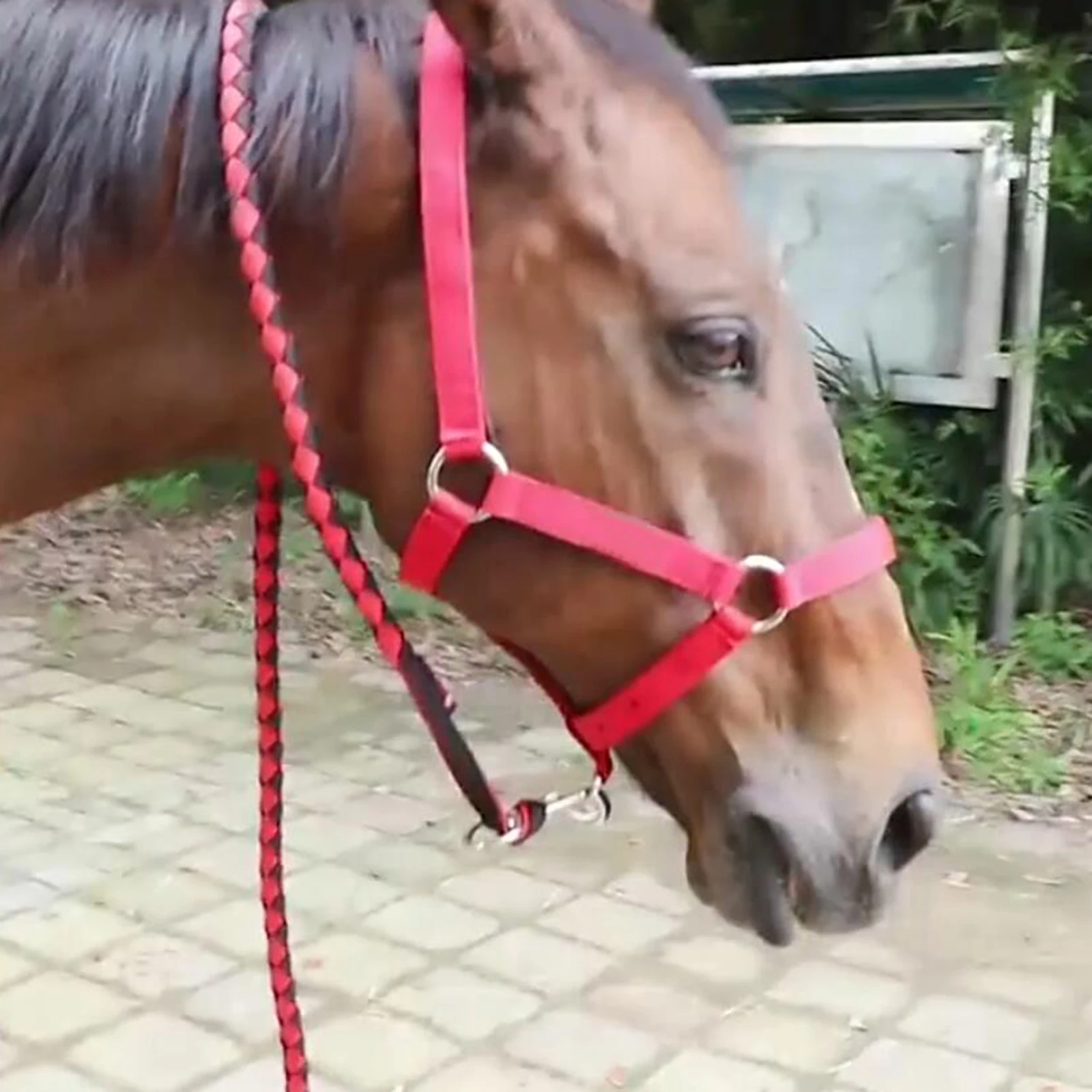 Braided Equestrian Lead Rope Horse Leash Strong Durable Horse Leash for Horse Pony Dog Donkey Cow Goat 2/2.5/3/3.5/4m 5