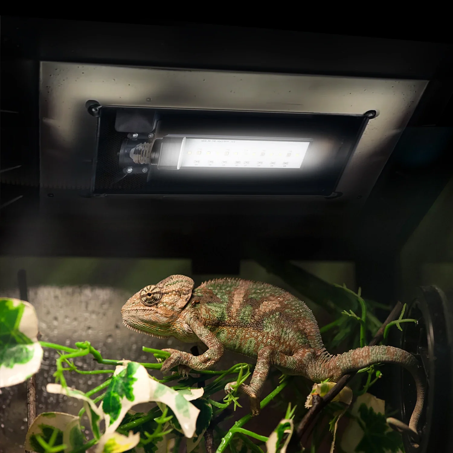 US EU E26 E27 6500k NO UVC White Light Terrarium LED Reptile Lighting UVB LED Lamp For Reptiles