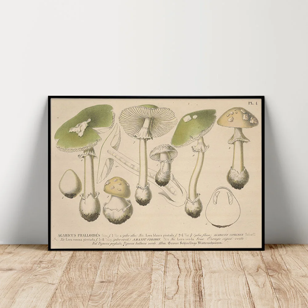 

Destroying Angel Plant Scientific Illustration Art Print Poster Mushroom Botany Phytology Wall Picture Decor Canvas Painting