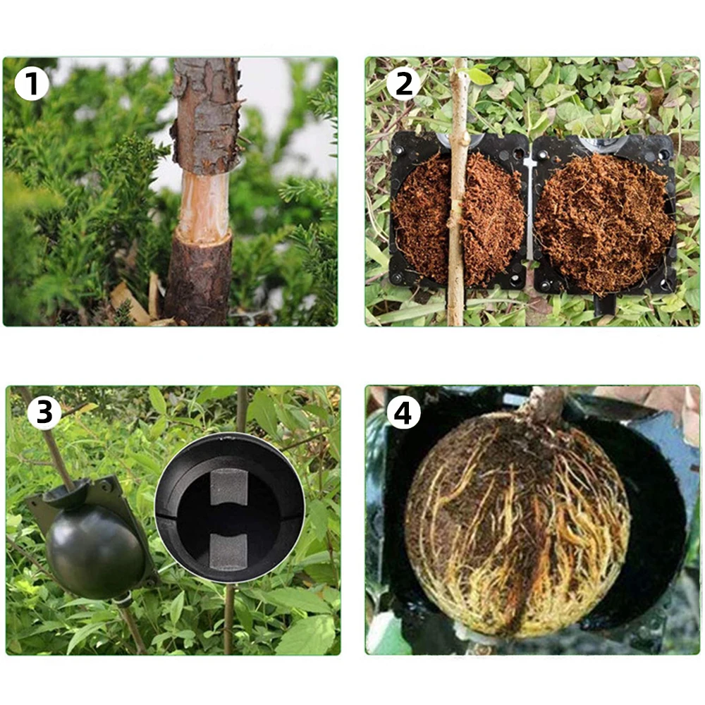 Lot De 20 Boîtes De Culture De Racines Avec 80 Verrous - Greffage Plantes Arbres Fleurs 5cm