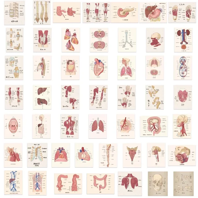 만화 생물 해부학 인체 생리 스티커, 컴퓨터 기타 책 병 장식, 방수 스티커, 50 개