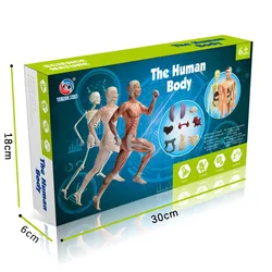 Children's Educational Science Toy: Human Anatomy Assembly Kit (B original box)