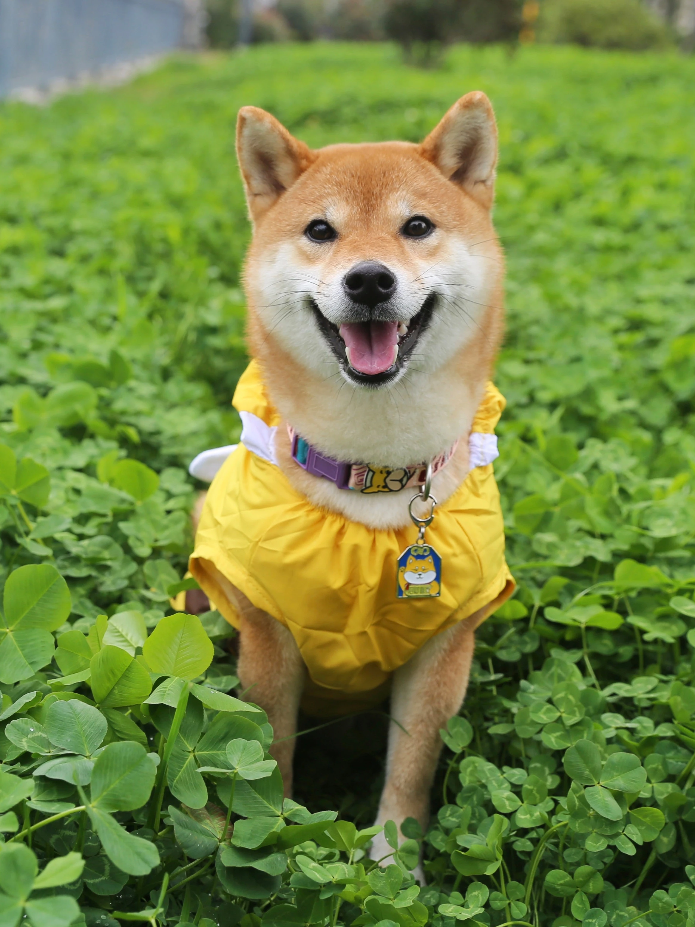 

Web celebrity firewood dog bee dog raincoat poncho TIKTOK waterproof windproof lovely summer clothes
