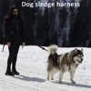 High Quality Big Dog Sledge Harness Skiing Running Pet Harnesses for Medium Large Dogs Alaska Hound Bulldog mascotas Accessories 4