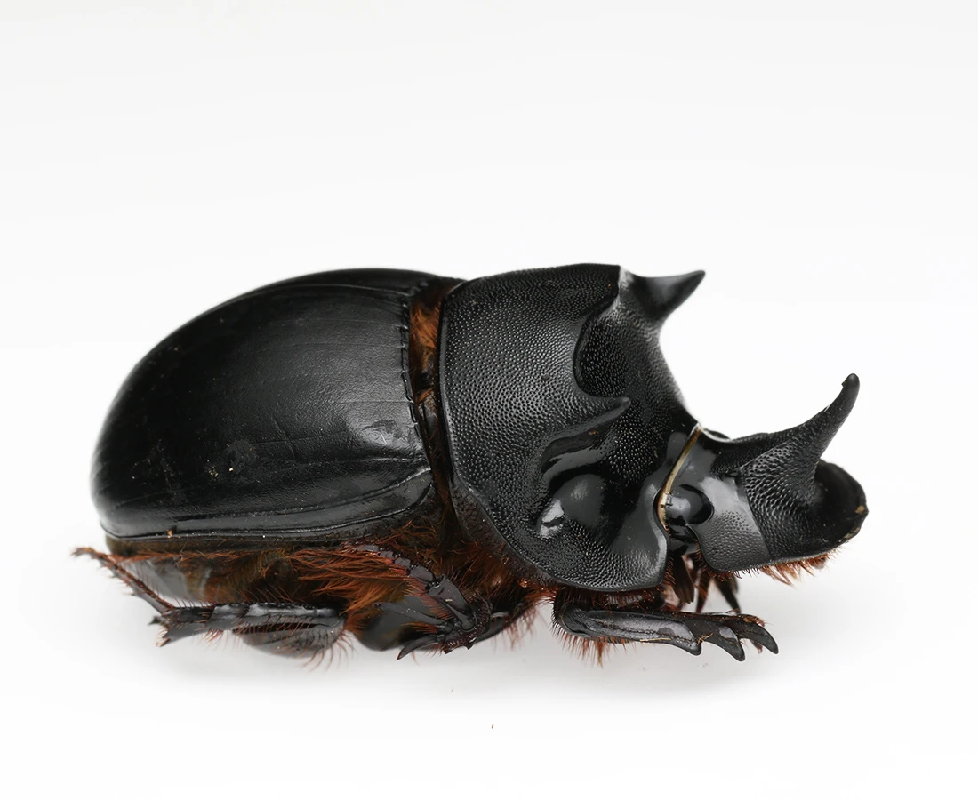 Real Dung Beetle Specimens of Dung Beetle Golden Turtle Specimens Home Decor Sculpture Modern Art Sculpture 3