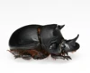 Real Dung Beetle Specimens of Dung Beetle Golden Turtle Specimens Home Decor Sculpture Modern Art Sculpture 3