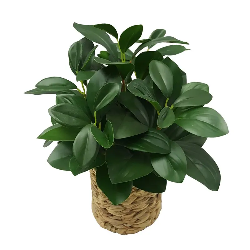 

Artificial Peperomia Plant in Natural Wicker Basket