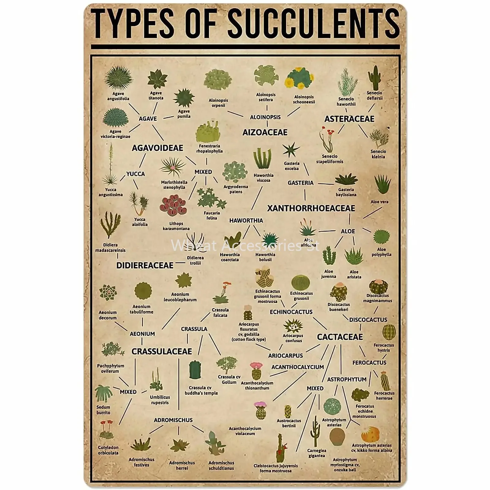 

Types of Succulents Metal Signs Plant Knowledge Posters Wall Decor Garden Decor Home Decor Farm Retro Plaque 12x18 Inches