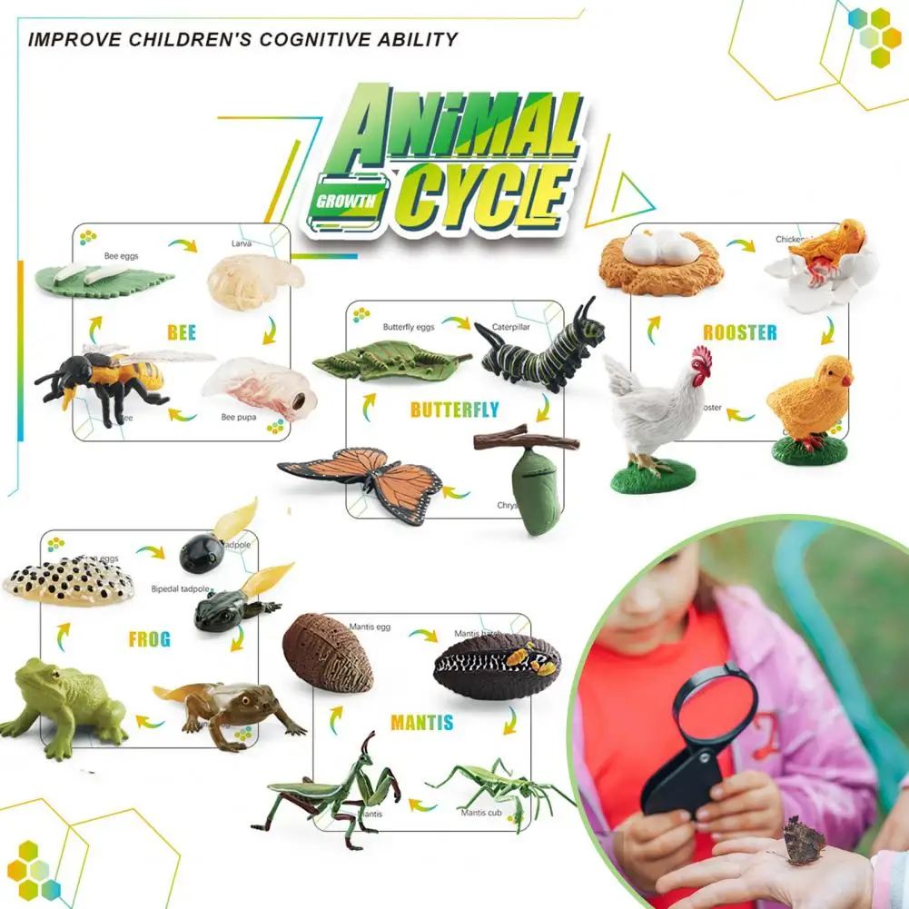 1 Set Life Cycle Learning Toys Frog Butterfly Chicken Mantis Bee Plants Educational Figurines for Kids 4