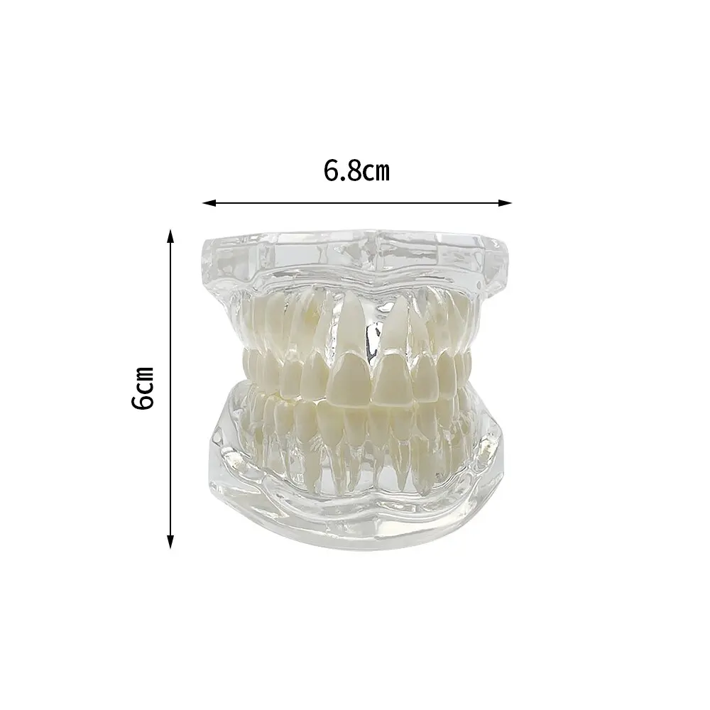 Advanced Dental Anatomy Teaching Model for Educational Demonstration