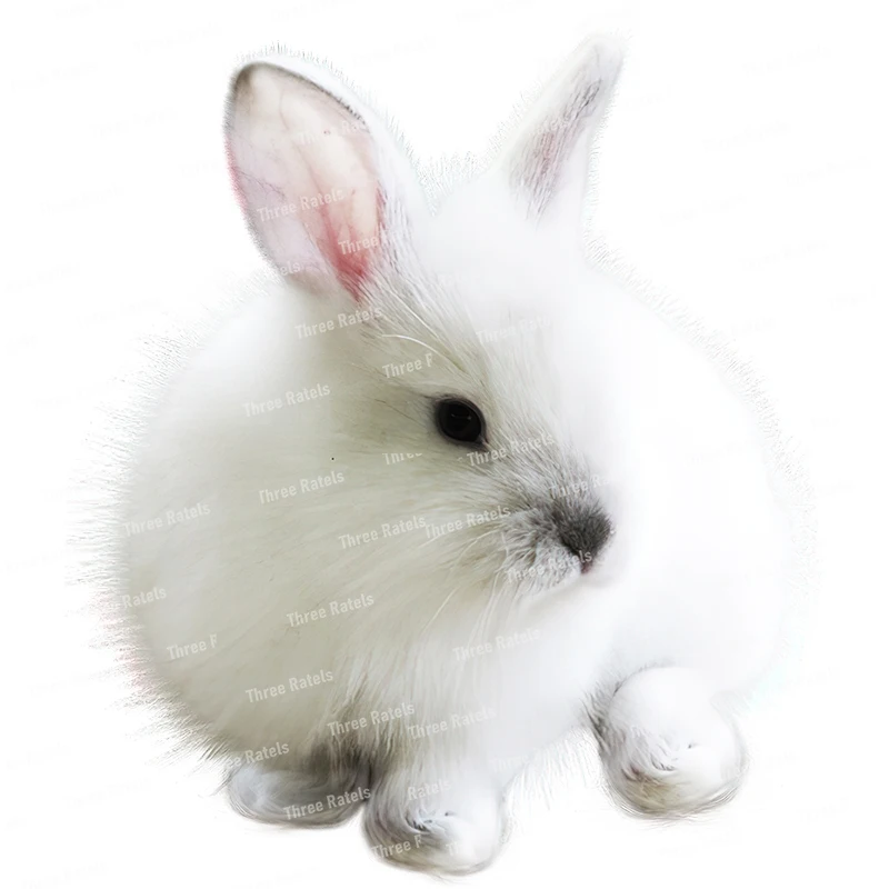 Description Picture 6 of itemThree Ratels CP4 Cute bunny animal cartoon sticker Bedroom wall sticker Toilet decal waterproof self-adhesive