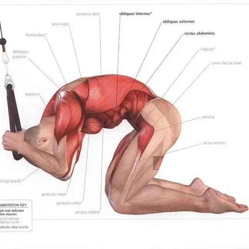 Triceps Face Pull Rope 5